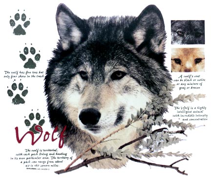 Wolf with Info
