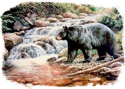 Bear Stream