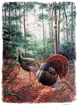 Turkey Forest