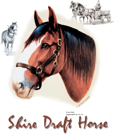 Shire Draft Horse