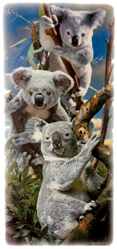 Koala (Side Print)