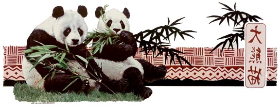 Panda Bears (Wide Print)