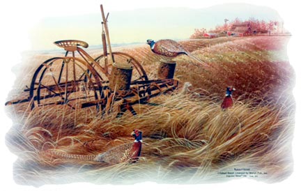 Pheasants in Field