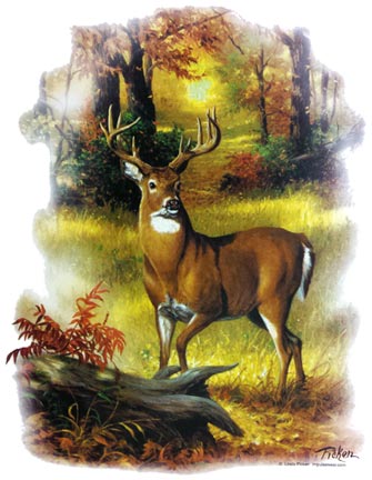 Forest Buck