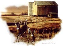 Deer & Barn