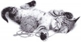 Kitten & Yarn