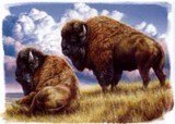 Buffalo Pair