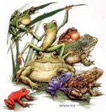Frog Fun