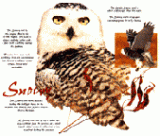 Owl with Info