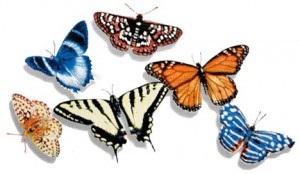 Butterfly Group